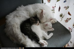 Cyoot Kittehs of teh Day: Little Spoon, Bigger Spoon, Biggest Spoon