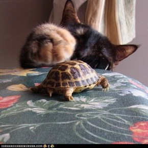 Cyoot Kitteh of teh Day: The Teenage Mutant Ninja Turtles' Greatest Foe