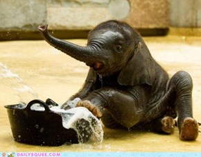 Baby Elephant Bath Time 
