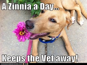 A Zinnia a Day...  Keeps the Vet away!