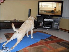 Doggy Yoga WIN