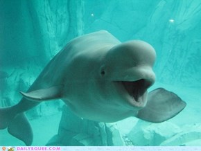 Squee Spree: Bye-Bye Beluga! 
