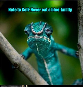 Note to Self: Never eat a blue-tail fly