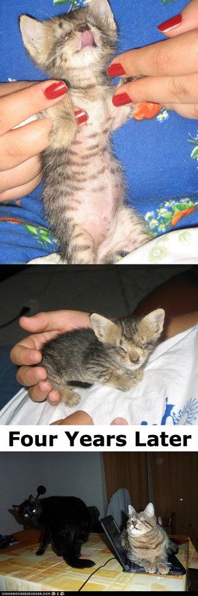 Blind Kitten Rescued, Given New Forever Home