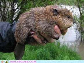 A Handful of Beaver!