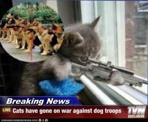 Breaking News - Cats have gone on war against dog troops