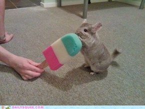 Chinchilla Enjoying a Popsicle 