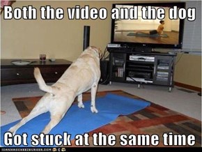 Both the video and the dog  Got stuck at the same time