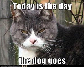 Today is the day  the dog goes