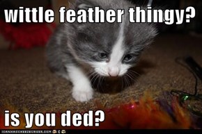 wittle feather thingy?  is you ded?