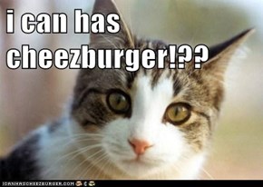 i can has cheezburger!??