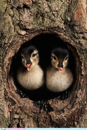 Two Ducklings in a Tree 