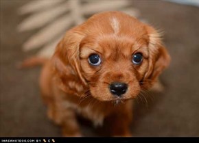 Cyoot Puppy ob teh Day: Caramel 