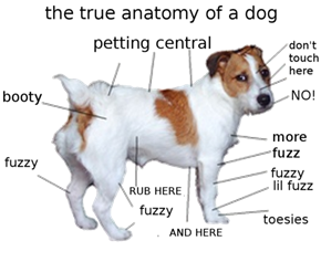 True Dog Anatomy 