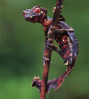 Creepicute: Satanic Leaf Tailed Gecko