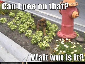 Can I pee on that?  Wait wut is it?