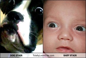 DOG STAIR Totally Looks Like BABY STAIR