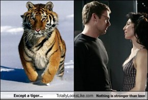 Except a tiger... Totally Looks Like Nothing is stronger than love