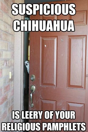 Suspicious Chihuahua