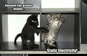 Basement Cats greatest weapon...