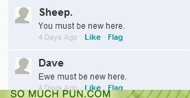The sheep must be new here.