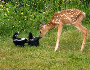 Bambi and Flower 
