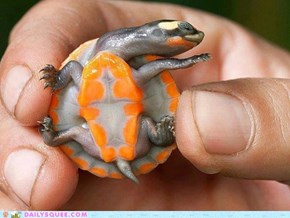 Turtle haz a tinee