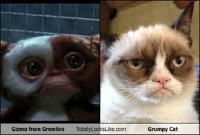 Gizmo from Gremlins Totally Looks Like Grumpy Cat
