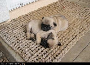 Cyoot Puppy ob teh Day: Pugs on a Rug 