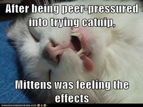 After being peer-pressured into trying catnip,  Mittens was feeling the effects