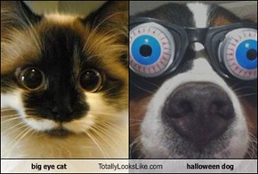 big eye cat Totally Looks Like halloween dog
