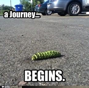 A Caterpillar's Adventure