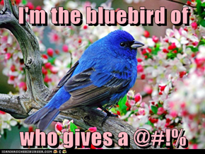 I'm the bluebird of  who gives a @#!%