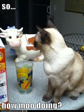 so...  how moo doing?