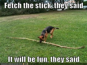 Fetch the stick, they said  It will be fun, they said