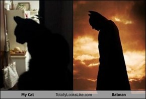 My Cat Totally Looks Like Batman