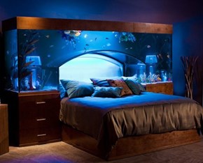 Aquarium Bed of the Day