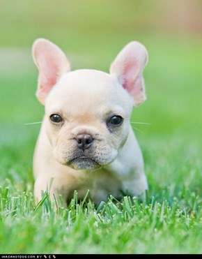Cyoot Puppy ob teh Day: Lil Frenchie
