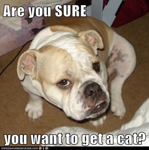 Are you SURE  you want to get a cat?