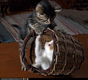 Cyoot Kittehs of teh day; Basket Buddies