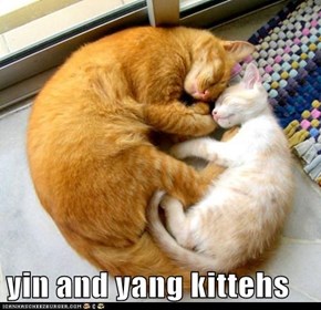 yin and yang kittehs