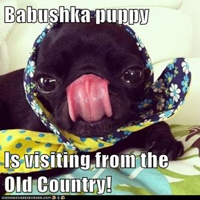 Babushka puppy  Is visiting from the Old Country!