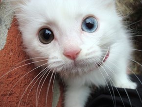 Cyoot Kitteh of teh Day: Heterochromia Cutie