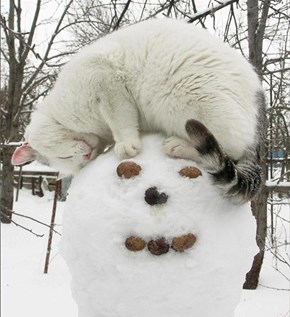 Cyoot Kitteh of teh Day: Snowlove!