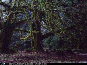 Quinault Rain Forest, Washington State