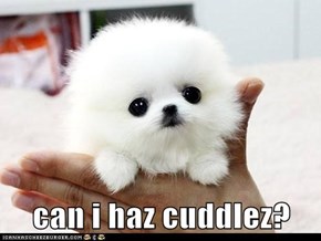 can i haz cuddlez?