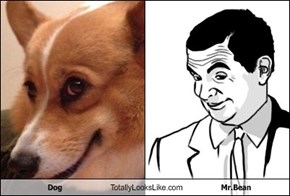 Dog Totally Looks Like Mr.Bean