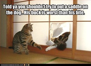 Told ya you shouldn't try to put a saddle on the dog...