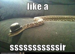 like a   sssssssssssir