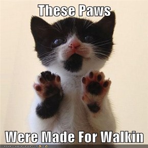 These Paws  Were Made For Walkin